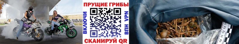 Псилоцибиновые грибы GOLDEN TEACHER  продажа наркотиков  Козьмодемьянск 